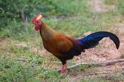 鶏の起源 古代はペットだった鶏が食肉になった理由とは 鳥さんじゃぱん